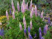 Bunte Lupinenblüten - Vesterålen